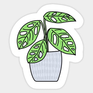 Gatenplant Monstera Obliqua Monkey Leaf Color Sticker